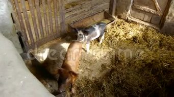現(xiàn)代化飼養(yǎng)場在肉類生產(chǎn)中的關(guān)鍵作用