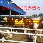 肉牛優良品種選擇與出欄成本效益分析